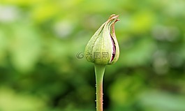 玫瑰,花,開花