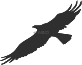 鷹,鳥,側(cè)影