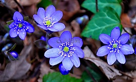 肝扇贝,春天,蓝色