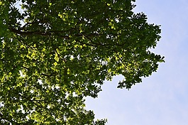樹(shù),綠色,葉子