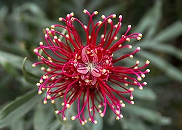 grevillea,花,澳大利亚