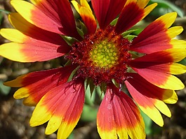 mädchenauge,性质,五颜六色的花