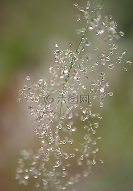 自然,水,新鮮