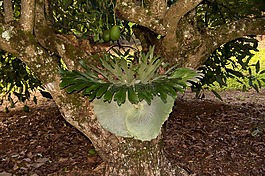 鹿角蕨,platycerium superbum,蕨類植物