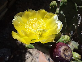 flor de chumbo,黃色花,黃色的花
