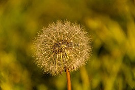 種子的頭,種子,雜草