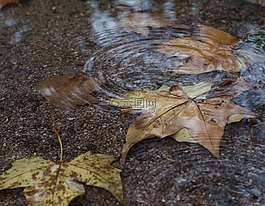 秋,水,葉子
