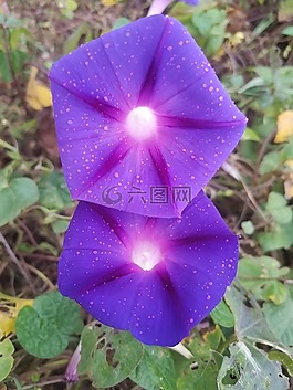 花,自然,植物區(qū)系