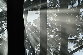樹,煙,側(cè)影