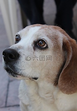 狗,白,周到