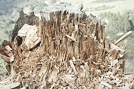 木屑,treestump,破碎