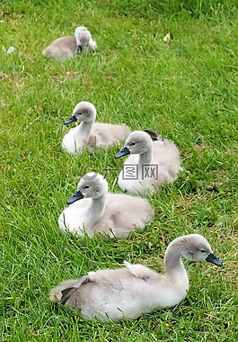 鴨子,天鵝,鳥