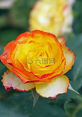 灌木,黄色,橙色边界