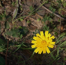 花,黃色,自然