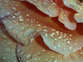 玫瑰绽放,雨滴,一滴水