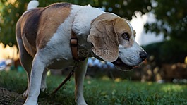 狗,小獵犬,寵物