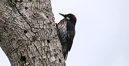 圖像,變化,地區(qū)