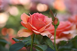 花,自然,花的