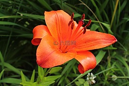 紅色的花,花,花瓣