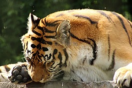 虎,存儲模塊,捕食