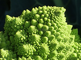 西蘭花,螺旋,分形