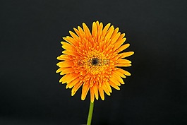 自然,花,植物區(qū)系