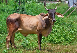 牛,泰國,動物