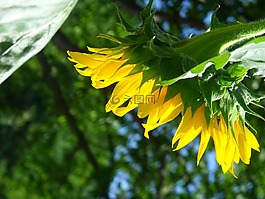 花卉,向日葵,夏季
