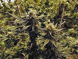 大麻,成長房,室內(nèi)