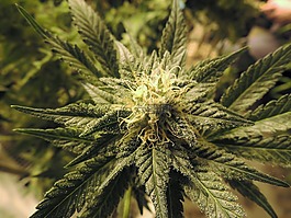 大麻,成長房,室內(nèi)