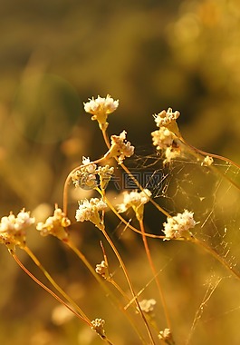 花,野花,開(kāi)花