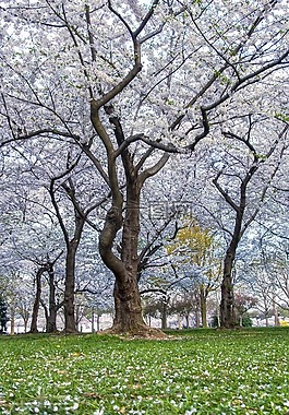 樱桃,花,华盛顿