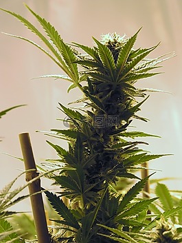 大麻,成長房,室內(nèi)