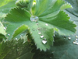 一滴水,绿色,叶子