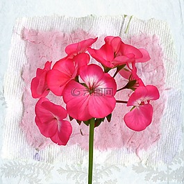 釀酒,背景,花