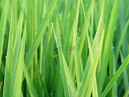 露水,大自然,草本植物