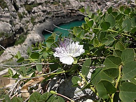 花卉,葉,植物