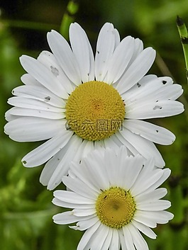雏菊,野生花卉,草甸