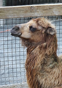 駝,羊駝,動物園