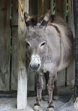 驢,動物園,動物