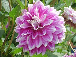 raghavendra,开花,夏季