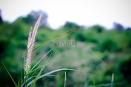 草,自然,特寫