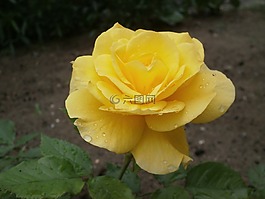 花卉,玫瑰,黃玫瑰