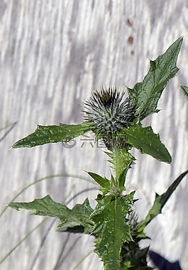 薊,背景,野生植物