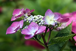 性質(zhì),印象,八仙花