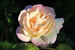 玫瑰,性質(zhì),印象