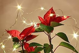 自然,圣誕節(jié),光明