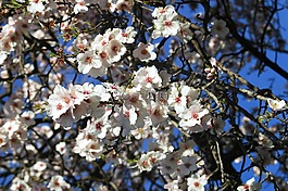 杏仁树,花白,花杏仁树