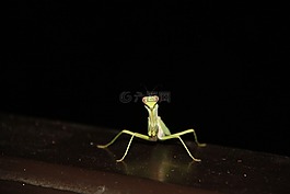 昆蟲,夜晚,綠色