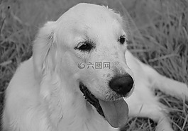 說謊的狗,金毛獵犬,國(guó)內(nèi)動(dòng)物